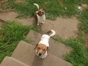 2x pure bred Jack Russells must go together 