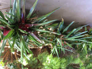Plants Bromeliads 