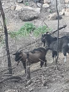 Range land goats
