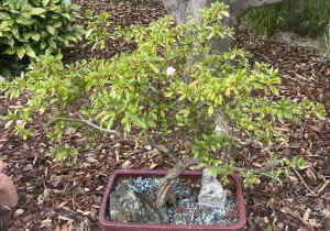 Azalea Bonsai Tree White Flower