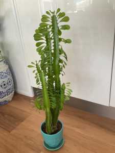 Healthy Cactus 67 cms
