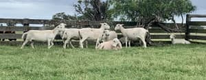 Shedding SheepMaster Stud Ewes in Lamb