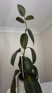 Ficus rubber plant