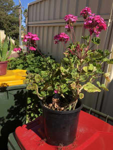 Geraniums ( pink flower) maintenance free, healthy, mature