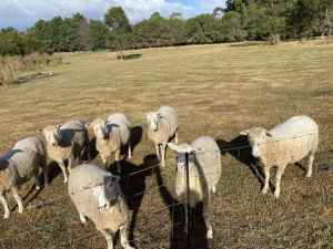 7 Merino x ewes lambs for sale