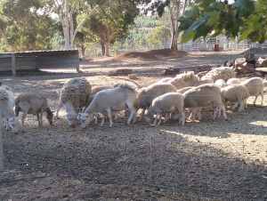 Lambs cross breed stock