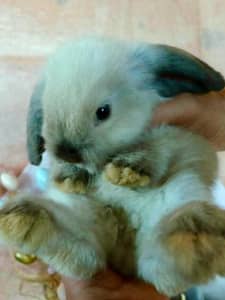 Mini Lop grey baby bunnies - 1 baby girl left 