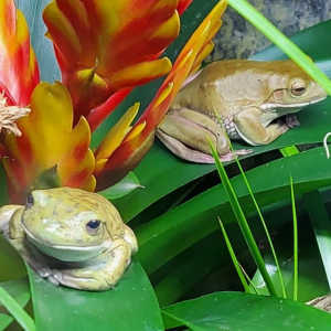 White Lipped & Green Tree Frogs