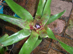 Bromeliads neo regalia marmorata, purple flowers, suitable for shade