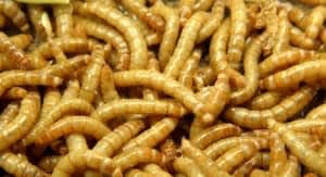 100g Fresh Live Mealworms