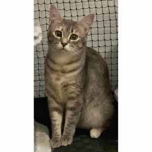 9657 : Moon - CAT for ADOPTION - Vet Work Included