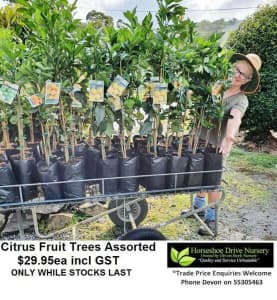 Fruit Citrus Trees - Oranges Lemons Limes & Mandarines Plants Mudgeeraba Gold Coast South Preview