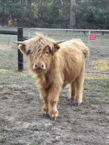 Scottish Highland Cattle, 1 X Bull Calf
