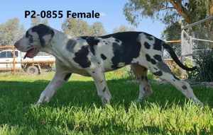 Beautiful Purebred Great Dane Puppies - Ready to Go Now