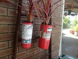 Bromeliads in ex fire extinguishers with hooks to hang $15 each