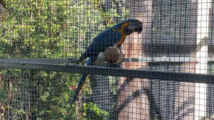 BLUE AND GOLD MACAWS.