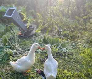 Pekin Duck Breeding Pair
