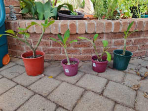 Potted small frangipani plants (x4)
