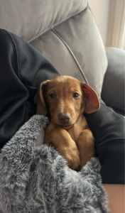 All pups have been SOLD Purebred Mini Dachshund short hair puppies