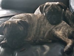 Pug X French Bulldog puppies for sale