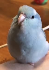 Parrotlet - extremely Tame
