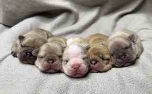 PUPPIES - French Bulldog Purebred Expressions Of Interest
