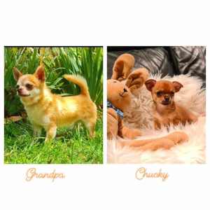 Perfect and tiny apple heads pedigree chihuahuas last 2 left