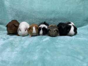 💚💚 Friendly baby guinea pig males for sale (cages available)