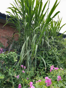 FULL Length Bana Grass Canes
