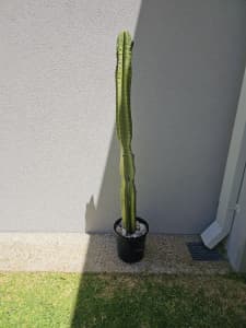 97cm cactus in black pot