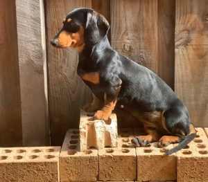 Miniature dachshund female 