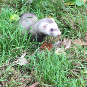Ferrets for sale