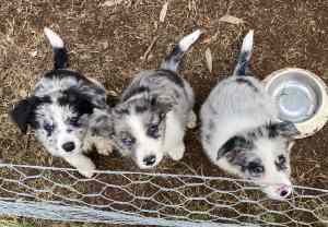 Blue Merle Border Collie puppies