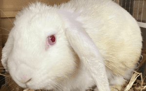 1 year old male healthy and active rabbit for sale , free