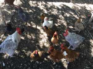 Laying hens $10