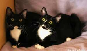 Beaks & Whiskers Rescue Cats - Miss Betty Boop & Mr. Figaro