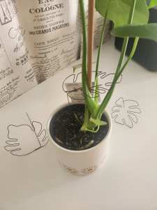 Mini Monstera Plant Stake