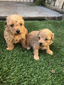 Adorable Shmoodle puppies - Male and Female and Female Cavoodle Puppy