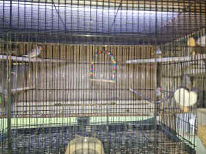 Zebra finches and king quails 