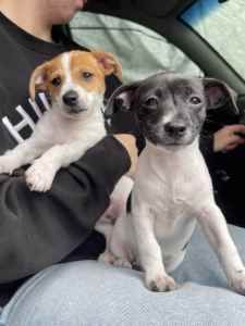 Mini foxie x Jack Russell Puppies! One left!