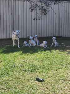 Dalmatian puppies male & female available