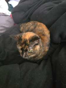 4 year old cat needs rehoming