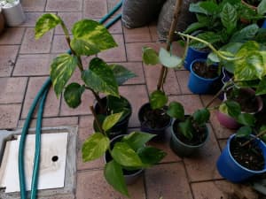 Indoor and outdoor plants sale