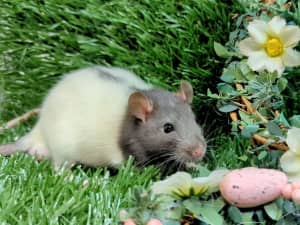 Baby rats looking for loving pet homes