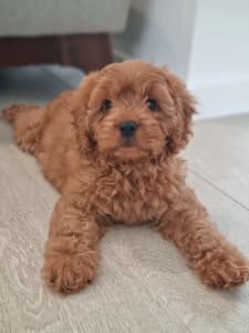 READY NOW!! F1 TOY Cavoodle male puppy DNA cleared