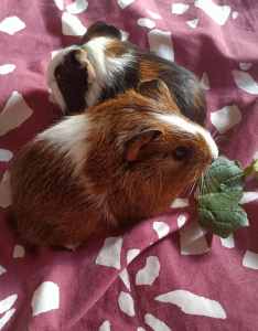 Young F.Guinea Pigs to Good Home (+ Additional Items for Extra Cost)