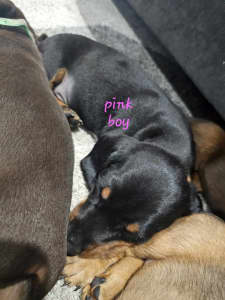 3 minature dachshund puppys for sale