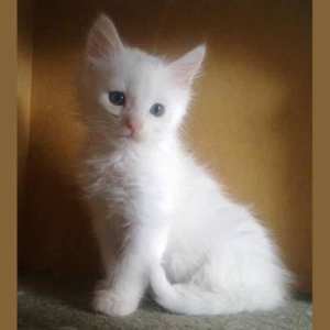 Kitten male
