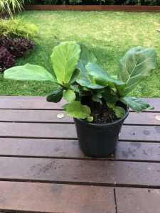 Fiddle Leaf Fig - 20 cm pot (4 branches), pick up Elsternwick