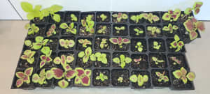 Coleus Seedlings
